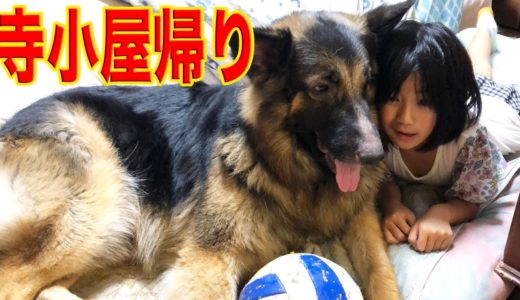 寺小屋帰りの孫娘・シェパード犬マックとの午後の休日.秋田犬は今日も美味しい物散策