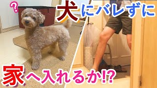 犬にバレずにこっそり家に入ってみたら犬の反応がやばかった・・・【トイプードル】