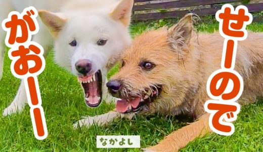 犬好きの子犬にドッグランでガオガオ友達ができました！