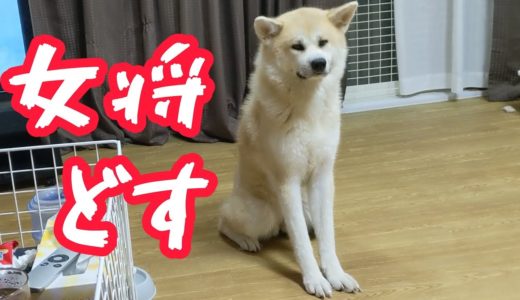 秋田犬らんぷは老舗旅館の女将さん？？不可解な行動をする面白犬