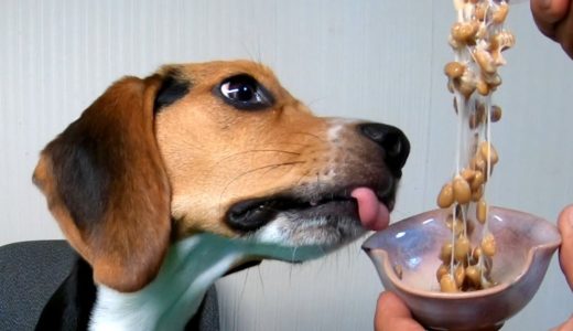 ASMR どうなる？子犬のネバネバ納豆初実食＆犬に納豆を与える効果と注意点／ビーグル犬ハピちゃん