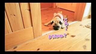 背後から無言の重圧をかけてくるパグ犬ぷぅ Pug