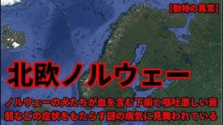 ノルウェーで犬達が下痢と嘔吐・衰弱などの症状を呈する謎の病気に