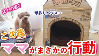 手作りの家を見た犬の反応が微妙すぎてママがおかしくなったw【トイプードル】