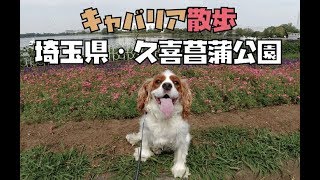 キャバリア犬と公園散歩（埼玉県・久喜菖蒲公園）Dog-walking