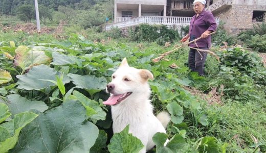 主人上坡拉南瓜，田園犬小白一臉開心坐在地上等主人，眼裡心裡都是主人