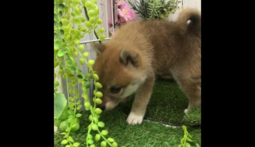 ペットショップ 犬の家 倉敷店 「柴」「105102」