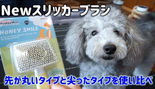 🐶先端が丸いタイプの犬用スリッカーブラシを新しく買ってみました。【トイプードルのグリィ】【犬】【dog】【toy poodle】