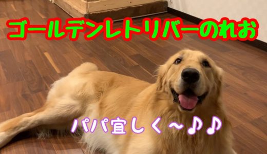 【大型犬】どちらが上かわからなくなる父と、ゴールデンレトリバーのれお