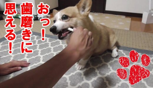 犬って食べる時に前歯使うの？【コーギーチロ】歯磨きガムって効果あるの奥歯だけだよね？