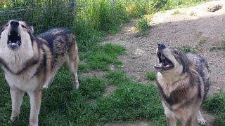 カメラ目線で遠吠えする狼犬