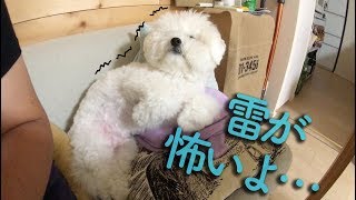 雷に怖がりお漏らしする犬｜台風にビビるビションフリーゼわたまる