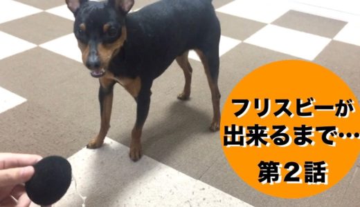 ２歳から始める犬のしつけ〜第二話【おもちゃ 持ってきて】【ミニピン 力男】