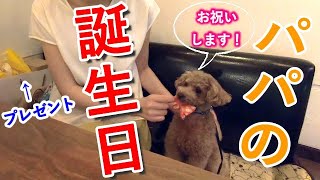 パパの誕生日に犬とオシャレして美味しいハンバーグ屋さんでお祝いしました！【トイプードル】