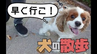 キャバリア犬と行った散歩の様子が可愛かった　 Dog-walking