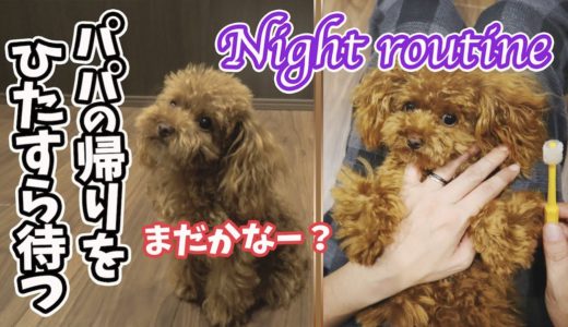 トイプードル 玄関でパパを待つ犬が可愛い！くるみのナイトルーティン！