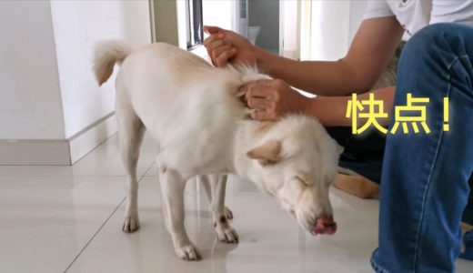 给中华田园犬小白打针，却吓到双腿发软直哆嗦，直接赖地不起了！