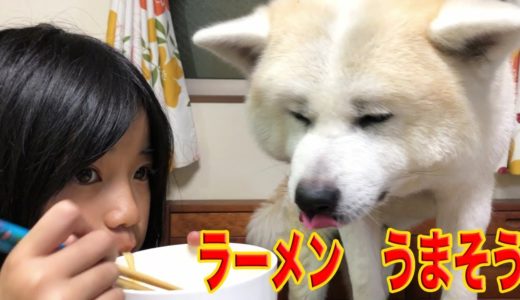 秋田犬・ラーメンが美味しい季節になりましたね♪ Grandchildren playing with dog