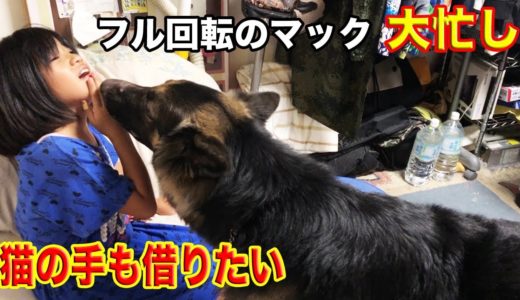 猫の手も借りたい！シェパード犬マック大忙しの日々My hobby is walking my dog