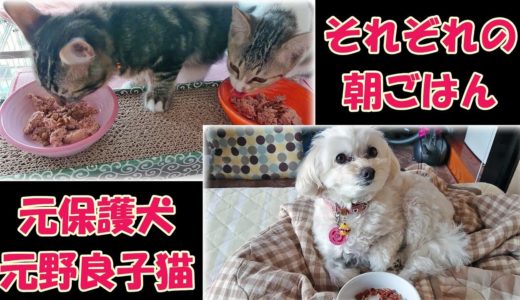 それぞれの朝ごはん(2019.8月）＜元保護犬＞＜元野良子猫＞＜子猫保護＞