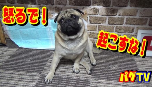 寝起きの悪い犬　飼い主にぷちギレ！   うちのパグ『おまめ日記』《ブサかわパグ動画》