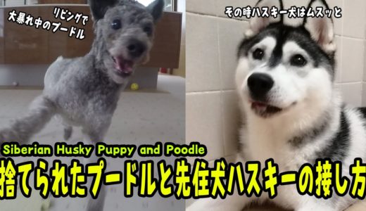 先住犬ハスキーと捨て犬プードルの接し方が・ Huusky Puppy adn Poodle