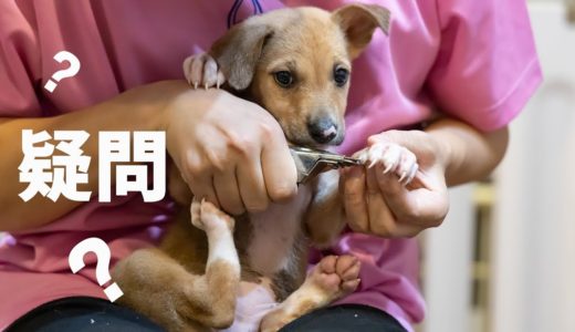 犬に関する疑問を募集したので答えてみた