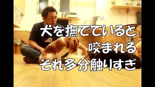 犬を撫でてると咬まれる。それ多分触りすぎ。