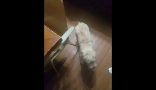 【犬 かわいい】ラブラドールとプードルのミックス犬の子犬が我が家にやって来た！dog