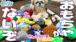 【ないぞ！】おもちゃを洗濯した日のシーズー犬