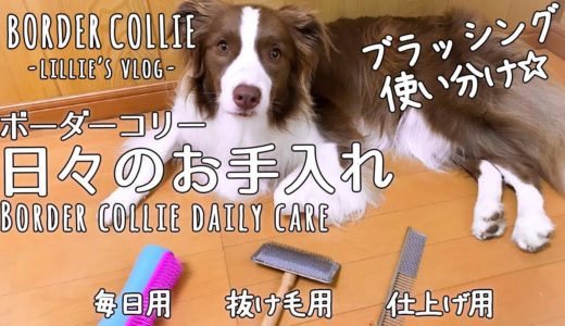 長毛で猫っ毛な犬の日々のブラッシングお手入れ【ボーダーコリー1歳10ヶ月】/Daily brushing【border collie 1 year 10 months】