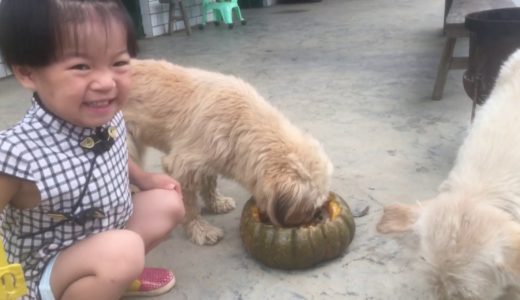 田園犬吃南瓜飯，小灰灰飯量實在不小，啃得只剩瓜皮