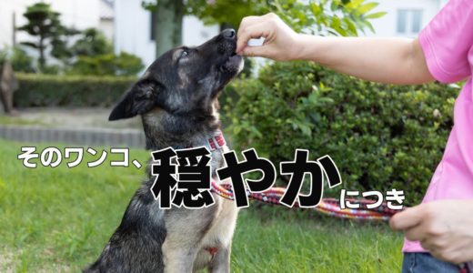 そのワンコ穏やかにつき【愛媛・福岡からの保護犬】