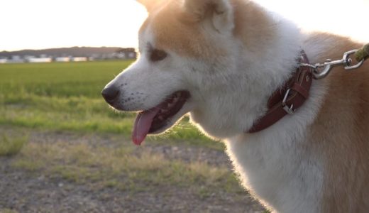 秋田犬のいる暮らしは「日本の原風景」／秋田 | nippon.com