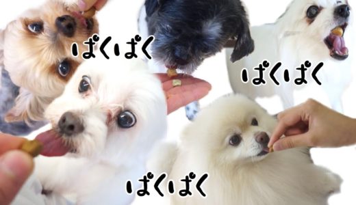 いっぱい食べる君が好き！［兵庫ペット医療センター トリミング 尼崎 犬動画　］Happy dog glooming