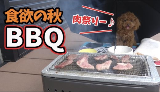 新築一戸建て 犬とほのぼのお庭BBQ トイプードルのくるみ肉にがっつく！