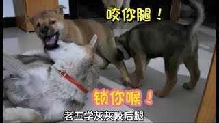 中华田园犬调皮老二被“退货”回家，遭灰妈和黑弟排挤，可怜兮兮！