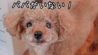 おしゃべりをする犬が可愛い！！　トイプードルのTaruto＆Rasuku