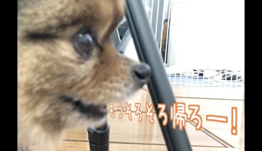 【夏の終わりに…】犬語教室「ブルブル」は犬のどんな心情が隠れている？