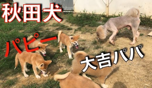 秋田犬子犬軍団 大吉近づくと固まる（笑）Animal Rescue Nursing