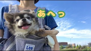 都会のチワワ、休日の過ごし方【犬】/ How to spend dog's weekend in Tokyo