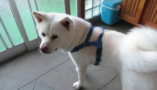 【秋田犬ゆうき】朝イチから元気だけど飼い主のスイッチはなかなか入らない【akita dog】