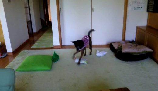 オーダーレトリーブ練習中。雑種犬鈴と風愛