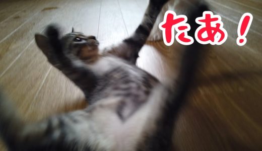 犬さん犬さん遊ぼ！ってマルチーズのちゅーぶくんにからむはぐれ猫シスターズ