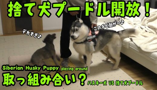 捨てられたプードルが先住ハスキー犬と取っ組み合い？ Husky Puppy