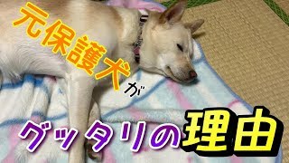 元保護犬コハクが出血⁈　その時お父ちゃんは！！