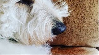 【犬 かわいい】寝る場所はいつも大好きなママの横！どんな夢みているの？dog