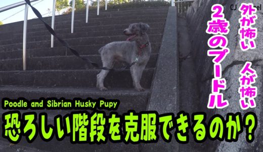 怖い階段を目の前にしてどうする？プードル ハスキー犬 Poodle and Husky