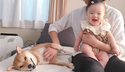 【子守犬】娘のハーフバースデーを柴犬のお兄ちゃんとお祝いするよ！