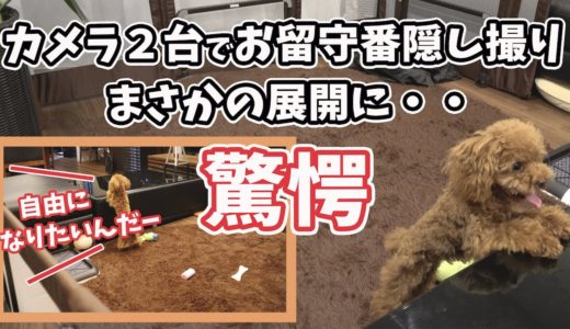 大泣きする犬！トイプードルのお留守番【隠し撮り】・・から半年！成犬になり成長したくるみちゃん！？